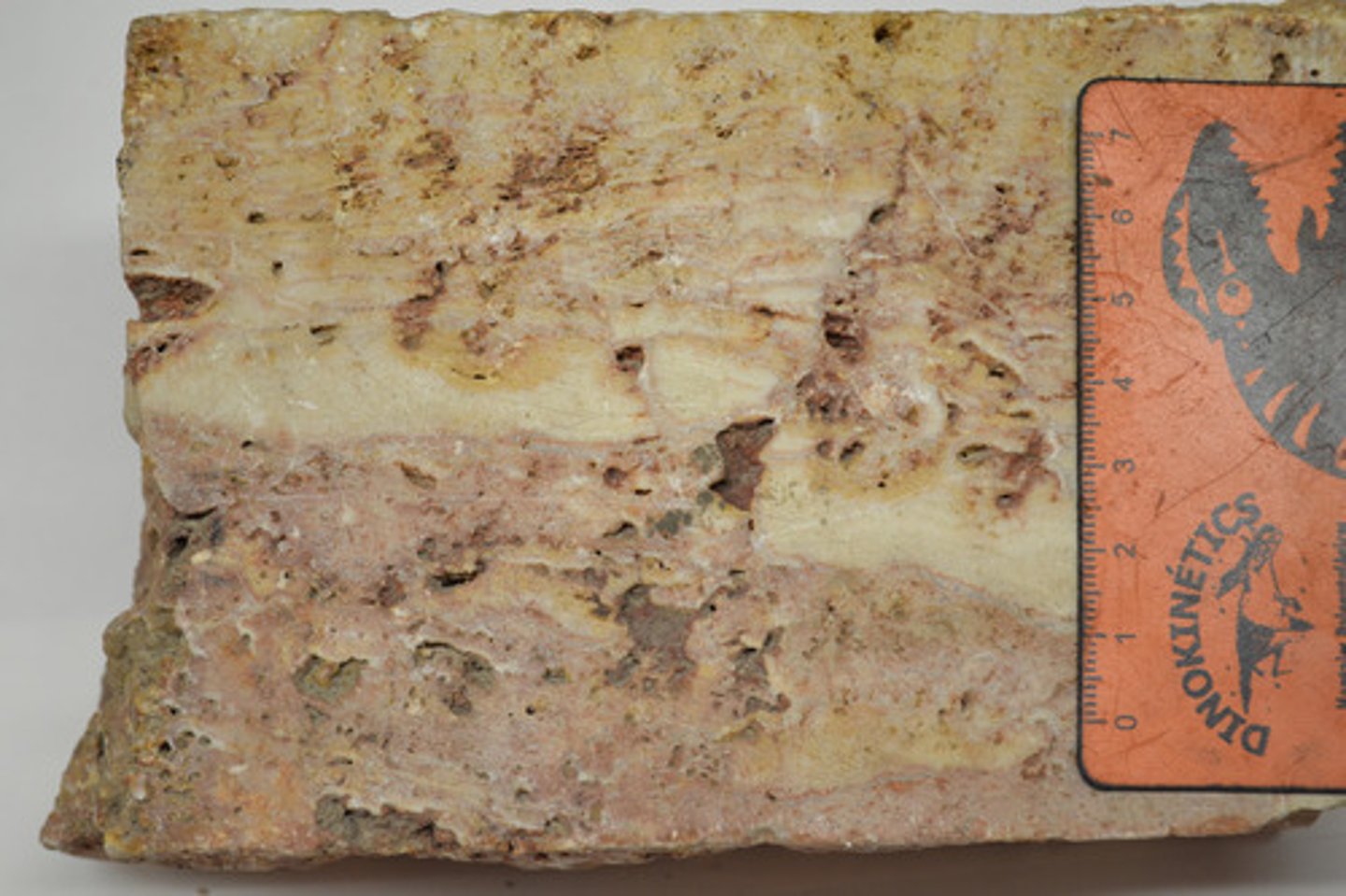 knowt flashcard image