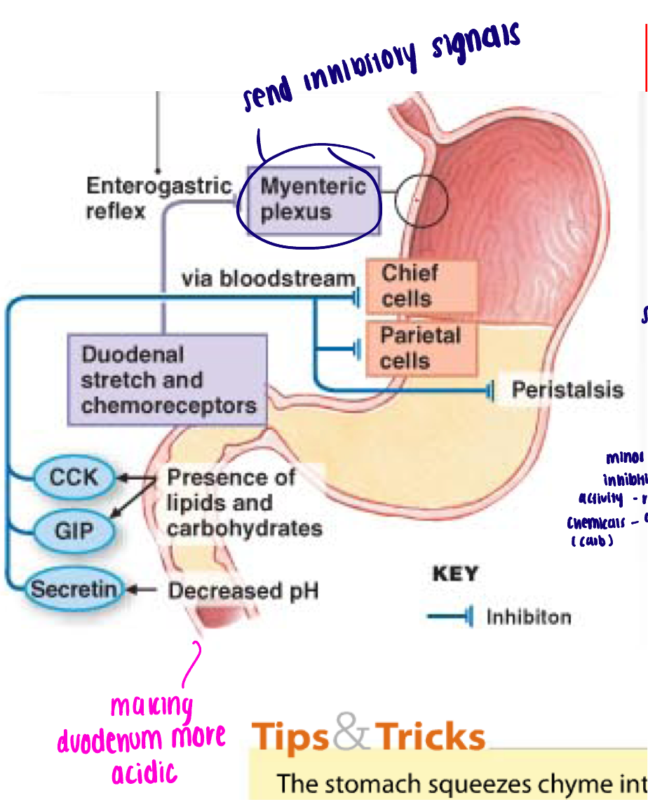 <ul><li><p>Presence of partially digested food (chyme) in small intestine trigger:</p><ul><li><p>Enterogastric reflex (neural): afferent nerves carry mechanical signal to ENS of the stomach to inhibit gastric motility and secretion</p></li><li><p>Release of hormones: decrease gastric secretion and motility</p><ul><li><p>GIP → Minor role in inhibiting stomach activity, released by carbs to cause release of insulin</p></li><li><p>Secretin → released by duodenum as pH changes</p></li><li><p>CCK → released by cells of duodenum in presence of proteins/fats, tells stomach to decrease activity</p></li></ul></li><li><p>Overall effect: slow the rate of gastric emptying - ensure the small intestine is not overwhelmed and can proceed efficiently</p></li></ul></li></ul><p></p>