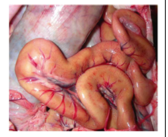 <p>Pathological brown pigment </p><p>Indicator of oxidative injury</p><p>Nutritional panniculitis</p><p>Vit E deficiency</p>