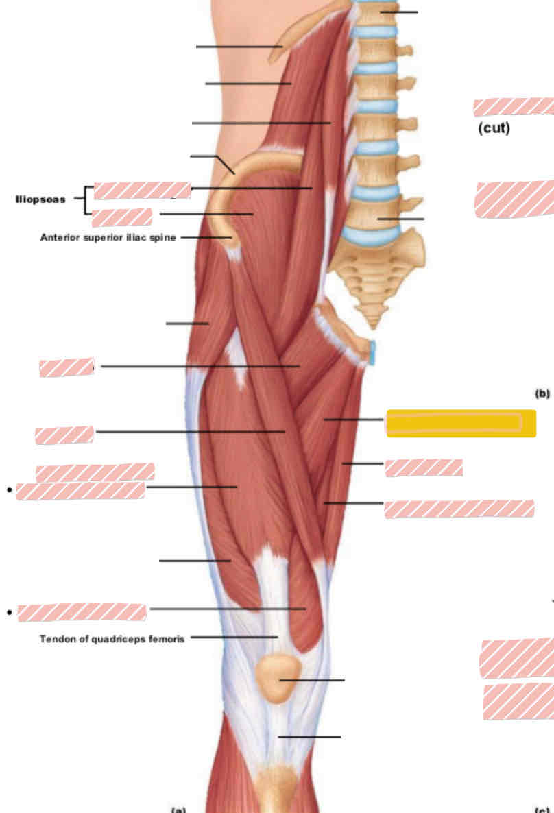 <p><span>Anterior leg (above knee)</span></p>