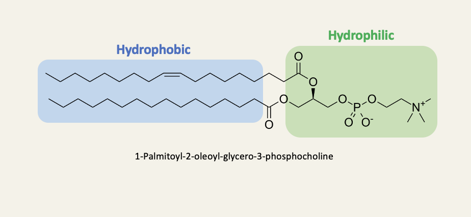 <ul><li><p>Amphiphilic moelcules are also referred to as amphipathic molecules - the two terms are synonymous depending on -philic or -pathic</p></li></ul><p></p>