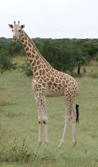 <p>Northern Giraffe</p>