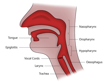 <p>Located anteriorly at the middle: Goes in order:</p><ul><li><p><strong>Nasopharynx</strong>: Upper section of pharynx connecting the nasal cavity</p></li><li><p><strong>Oropharynx:</strong> back of the throat, form soft palate to the U-Shaped hyoid bone</p></li><li><p><strong>Laryngopharynx</strong></p></li><li><p>L<strong>arynx (voice box)</strong></p></li></ul><p></p>