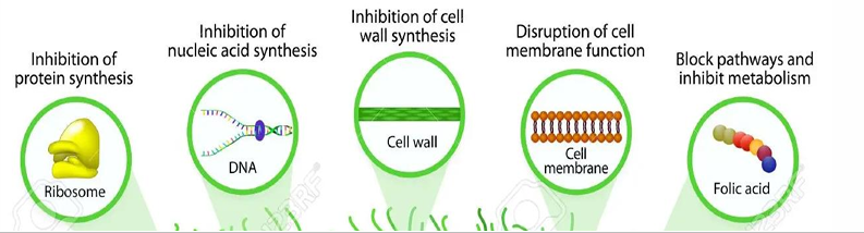 <p> 1. de celwand (slechts antibacteriële middelen) </p><p>2. de plasmamembraan (zowel antibacteriële als antifungale middelen) </p><p>3. de eiwitsynthese in het cytoplasma (slechts antibacteriële middelen) </p><p>4. processen gerelateerd aan de DNA synthese in de kern (zowel antibacteriële als antifungale middelen)</p>
