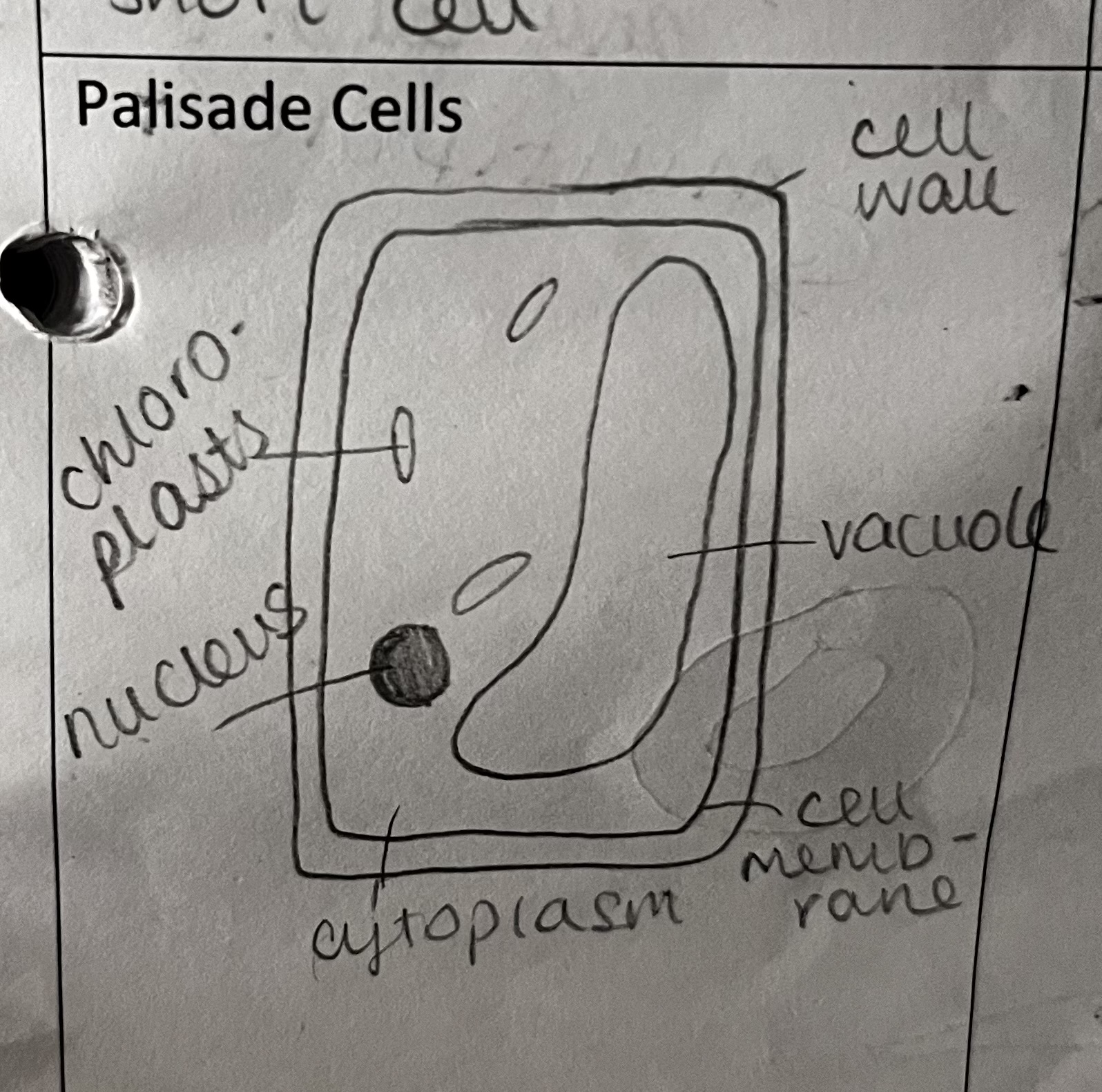 <p>What is the role of the palisade cells</p>