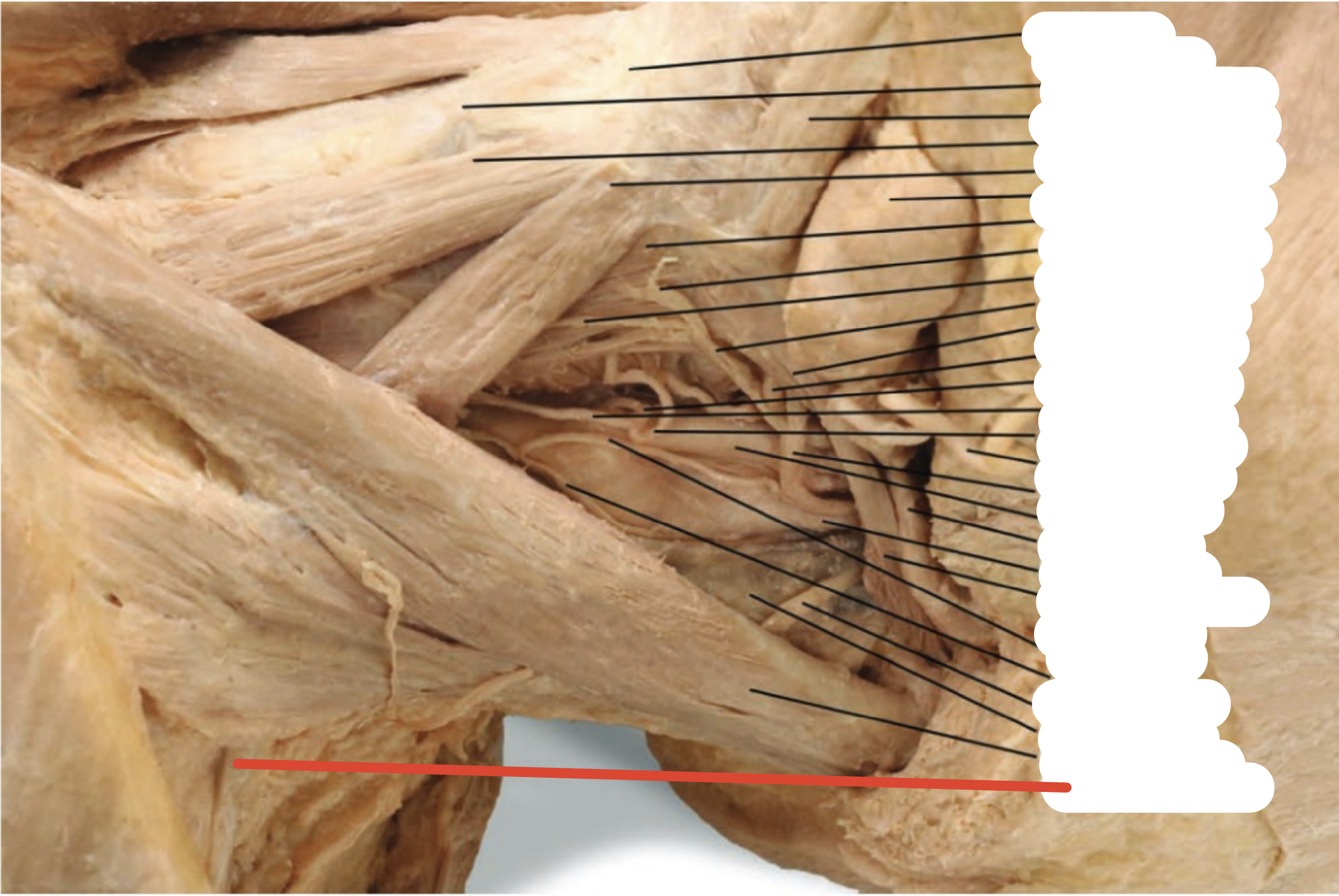 Identify the structure (red line)