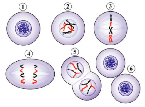 <p>Study! You don’t have to know pre- and mid- just know what the phases look like</p>