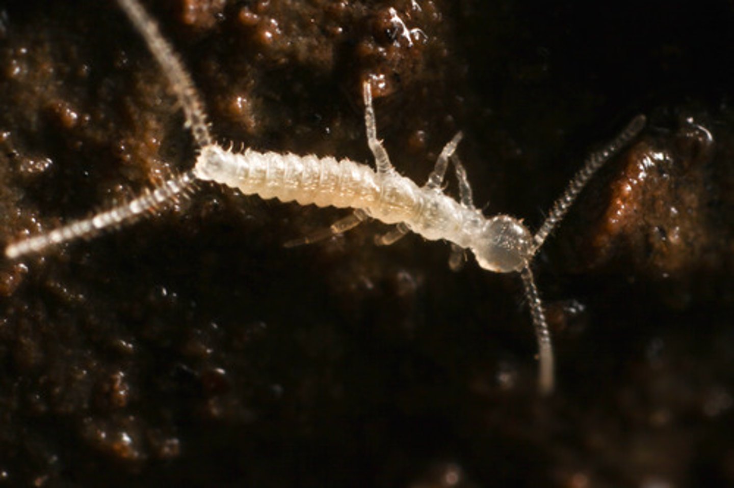 <p>"two-pronged tails" "forked tails"</p><p>- Narrow, elongate body, usually colorless</p><p>- Lacks eyes</p><p>- 2 abdominal cerci</p><p>- Similar to collembolans, indirect sperm transfer (spermatophore in the environment)</p>