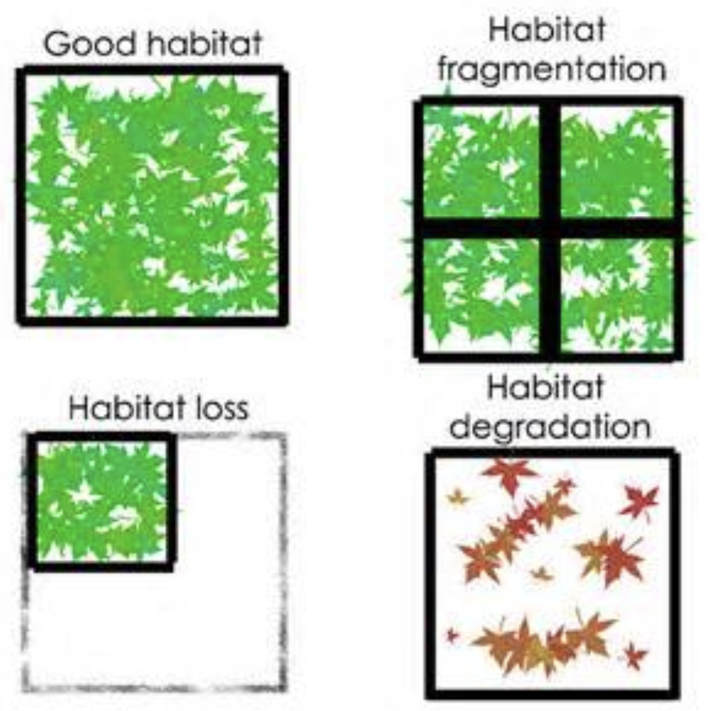 <p><span>Loss of habitat leads to a loss of specialists, which, in turn, leads to a loss of generalists. Loss of habitats also leads to decreases in species that have large territorial requirements.</span></p><ul><li><p><span>The effect of habitat fragmentation has varies from species to species in an environment</span></p></li></ul>