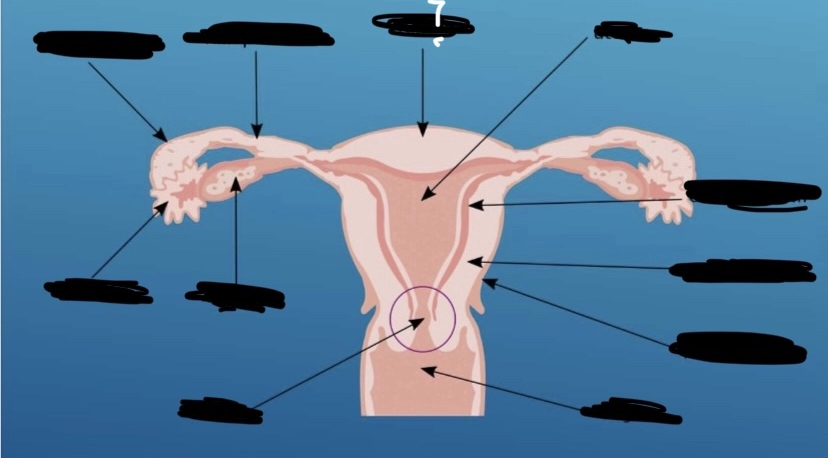 What is the arrow pointing to?