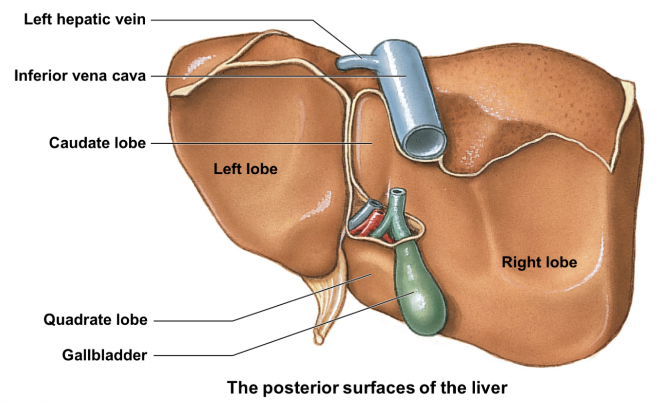 * right lobe
* left lobe
* caudate lobe: btwn right lobe and inferior vena cava
* quadrate loba: located inferior to caudate lobe
