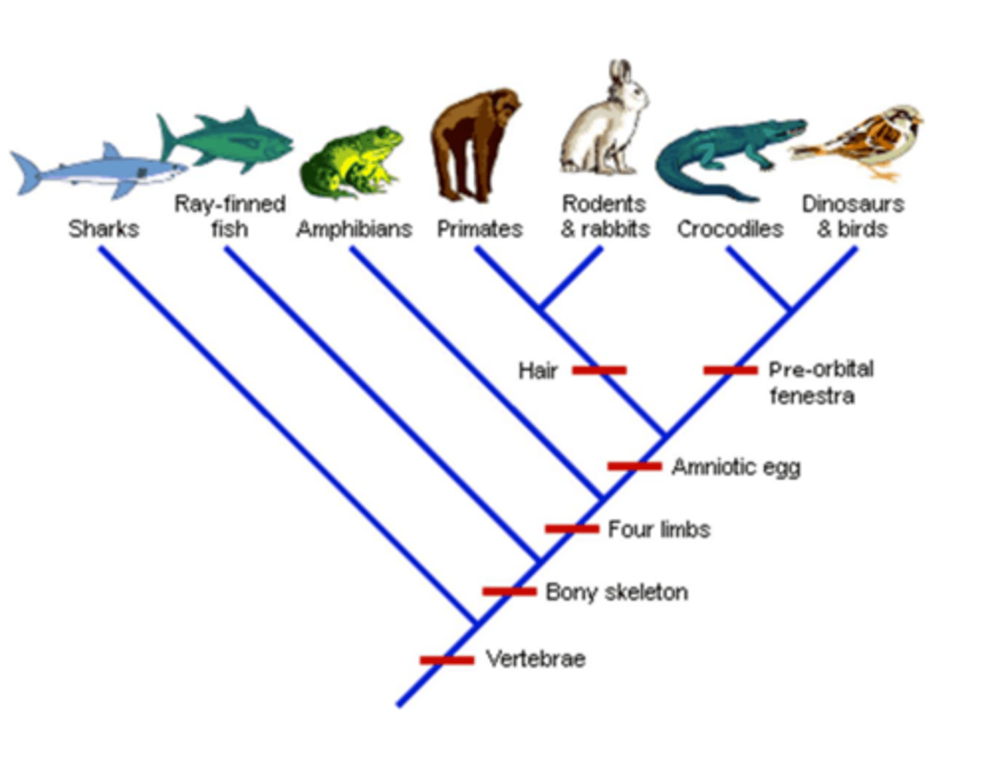 <p>morphology - outward appearance (shape, structure, color, pattern) of an organism or taxon and its component parts</p>