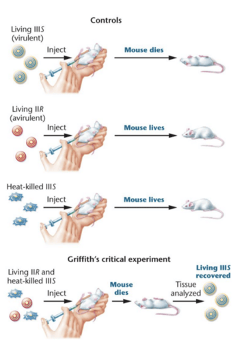 <p>- provided foundation for Avery, MacLeod, and McCarty research</p><p>- showed avirulent strains of diplococcus pneumoniae could be transformed to virulence</p><p>- speculated transforming principle could be part of polysaccharide capsule or compound required for capsule synthesis</p>