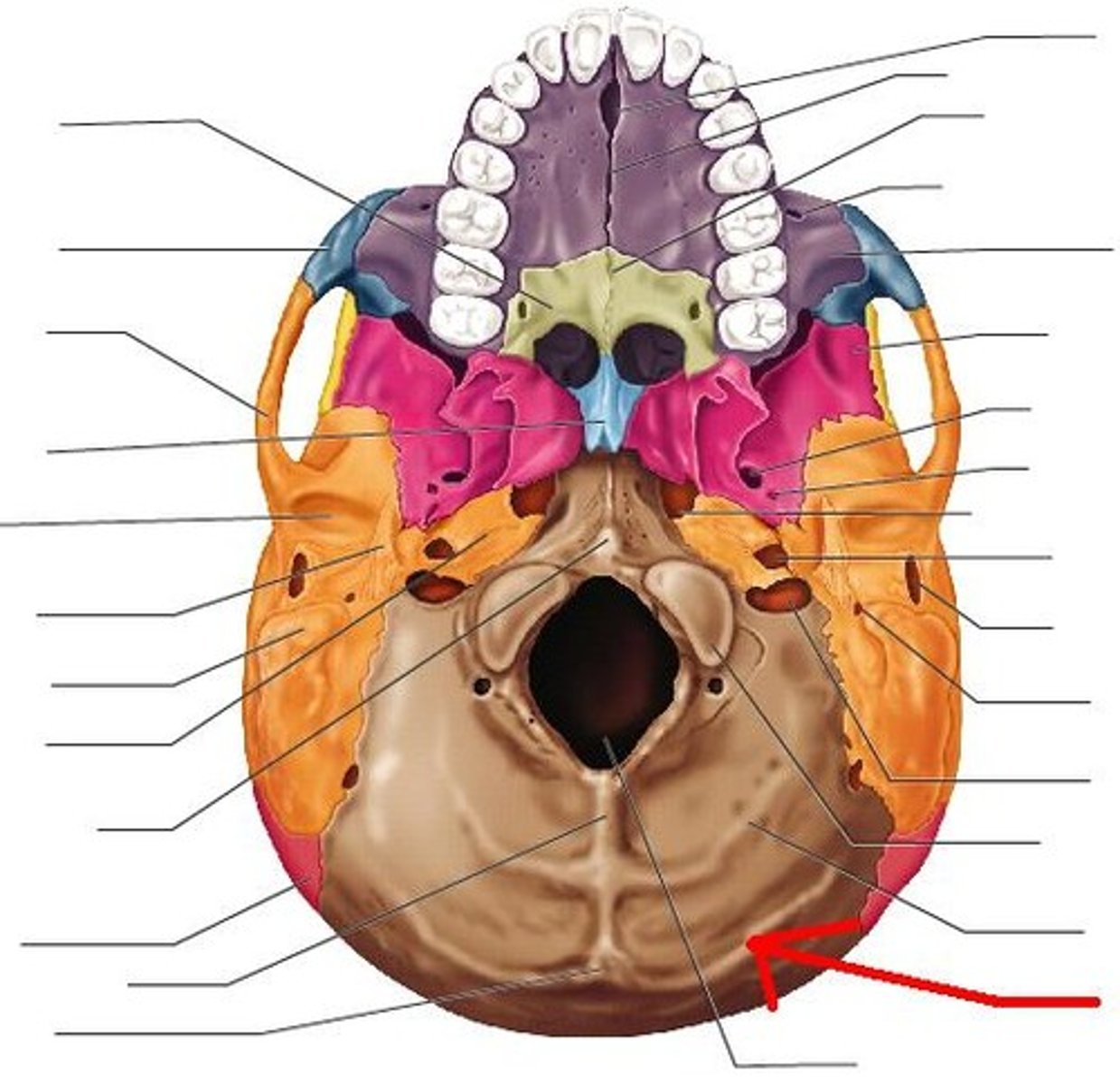 <p>Occipital bone</p>