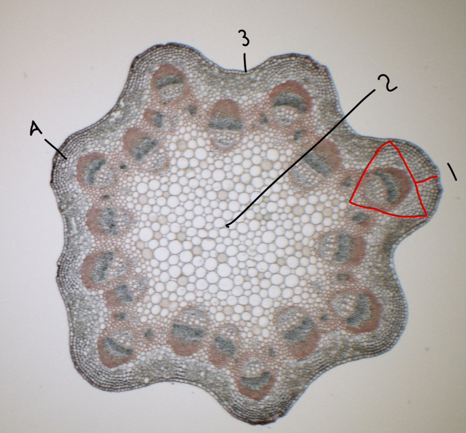 <p>what structure is 1?</p>