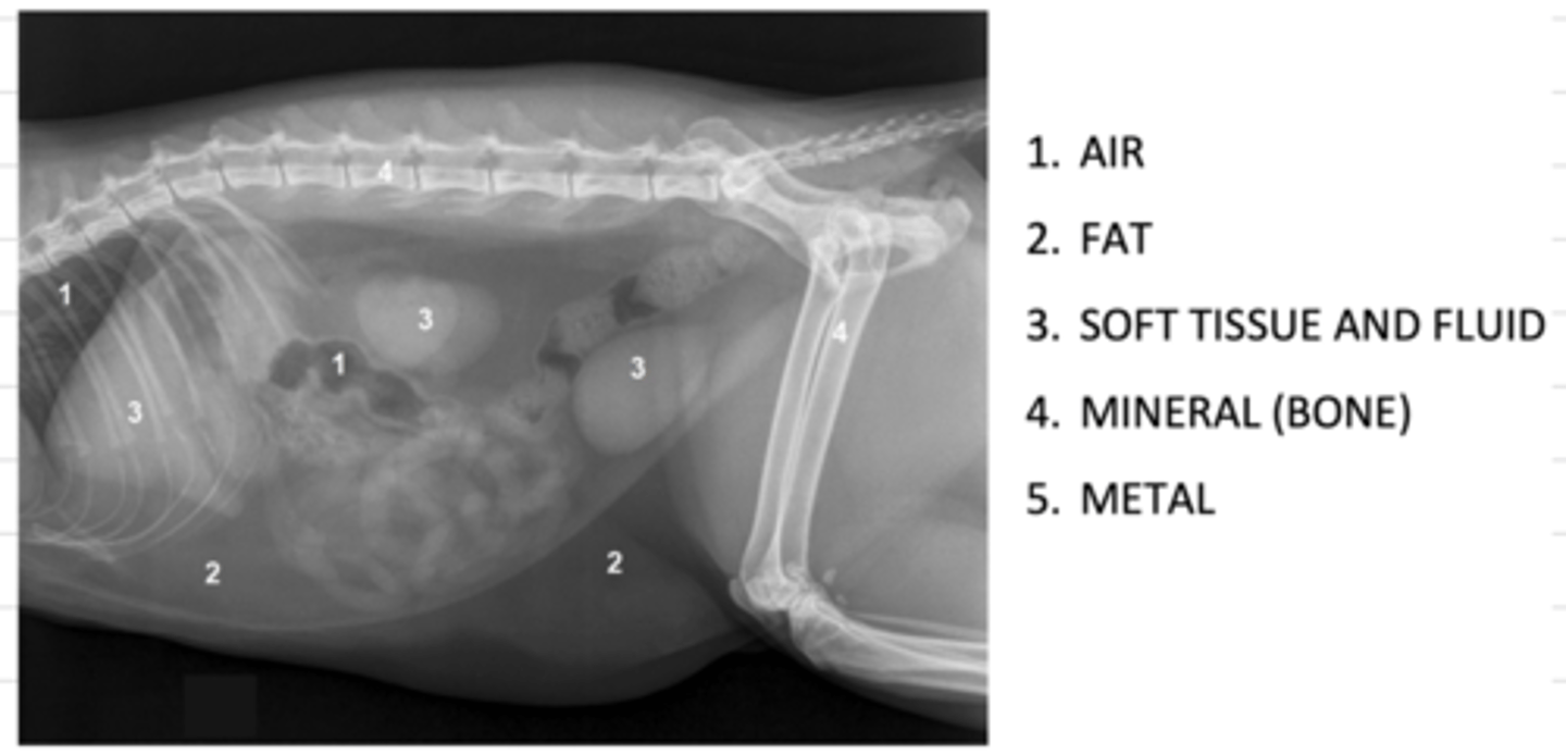 <p>1. air</p><p>2. fat</p><p>3. soft tissue and fluid</p><p>4. mineral (bone)</p><p>5. metal</p>