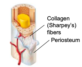 <p>sheath on the outside of a long bone</p>