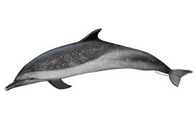 <p>Pantropical spotted dolphin</p>