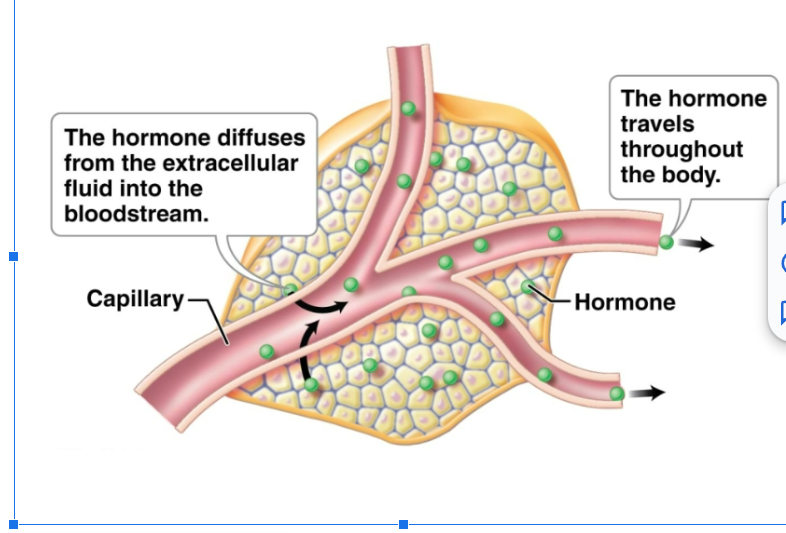 <p>Endocrine glands contain secretory cells that release hormones into extracellular fluid to diffuse into the bloodstream. Hormones are one type of chemical messenger of the body. Affect only target cells.</p>