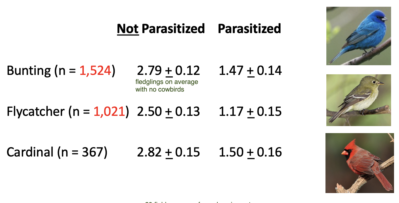 <ul><li><p>parasitized nests have far lower reproductive success than non-parasitized nests</p></li><li><p>cowbird parasitism causes a drop of ~ 50% in reproductive success</p></li></ul><p></p>
