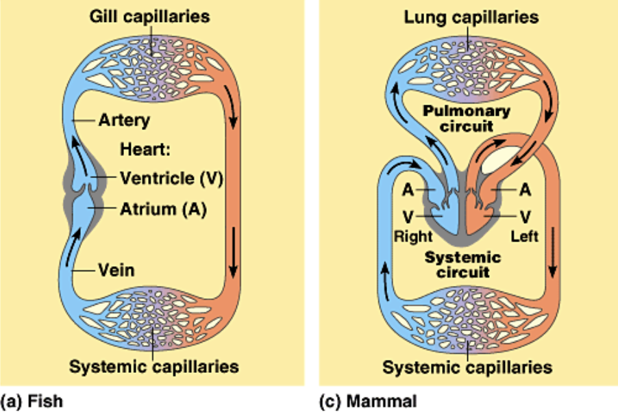 <p>FISH (&amp; some invertebrates): </p><p>Heart → Artery → Gill capillaries → Systematic capillaries → Vein</p><ul><li><p>Blood flows once in one circuit</p></li><li><p>One pathway</p></li><li><p>Two heart chambers</p></li><li><p>Low blood pressure → Low efficiency</p></li></ul><p></p><p>MAMMALS (&amp; birds): </p><p>Heart (Right atrium and ventricle) → (Pulmonary circuit) Lung capillaries → Heart (Left atrium and ventricle) → Artery → (Systemic circuit) Systemic capillaries → Vein</p><ul><li><p>Blood flows once in two circuits</p></li><li><p>Two pathways; Pulmonary and systemic</p></li><li><p>Four heart chambers</p></li><li><p>High blood pressure → High efficiency</p></li></ul><p></p>