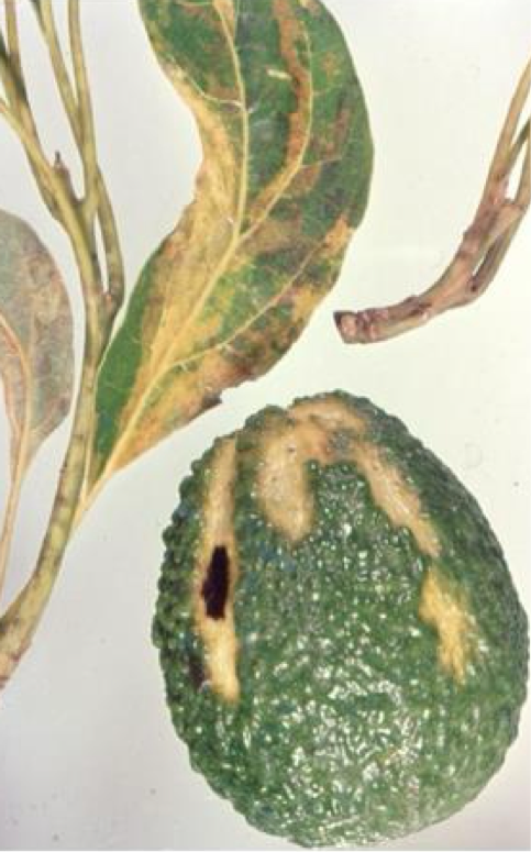 <ul><li><p>Enters through wounds or via insects! (clean saws b/n cutting plants) </p></li><li><p><strong>Viroids: infectious, circular ssRNA (not a virus)</strong></p><ul><li><p>Ex: potato spindle tuber disease or Avocado sunbloch viroid </p></li></ul></li><li><p><span style="color: red;"><strong>Very small piece of naked RNA</strong></span><strong> </strong></p></li><li><p><strong>ONLY associated with plant disease </strong></p></li></ul><p></p>