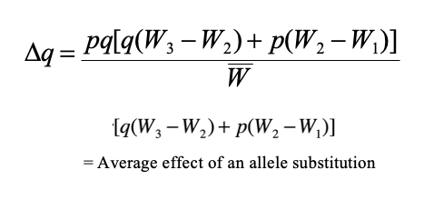 <p>This quantifies the relationship between allele frequency  and fitness. The greater the difference between the relative  fitnesses, the greater the rate of evolution</p>