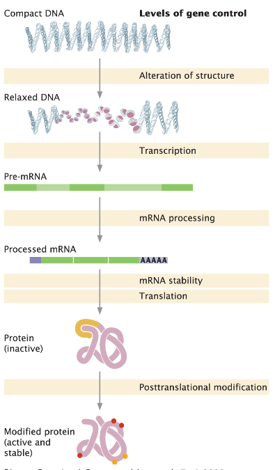 <p><strong>Regulation of Gene Expression</strong><br>āGene expression can be controlled at multiple levels<br>āFocus here is on regulation at the level of transcription initiation<br>āRequires binding of proteins, called transcription factors, to the DNA</p>
