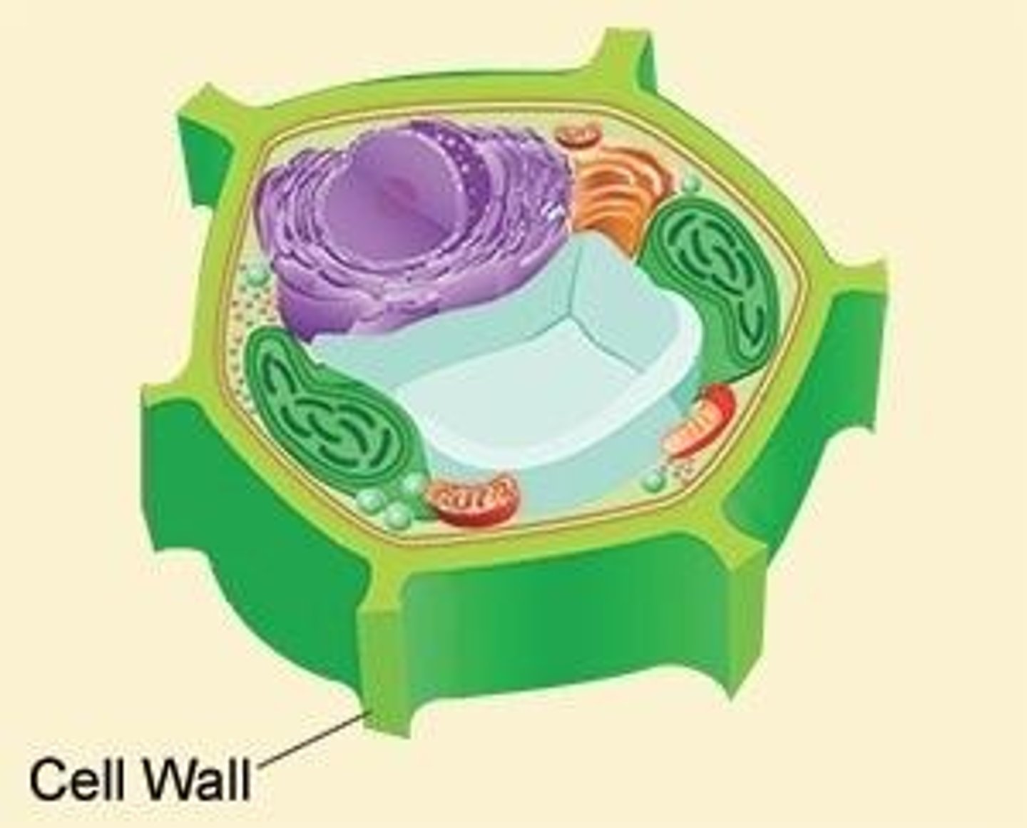 <p>Organelle generating energy through cellular respiration.</p>