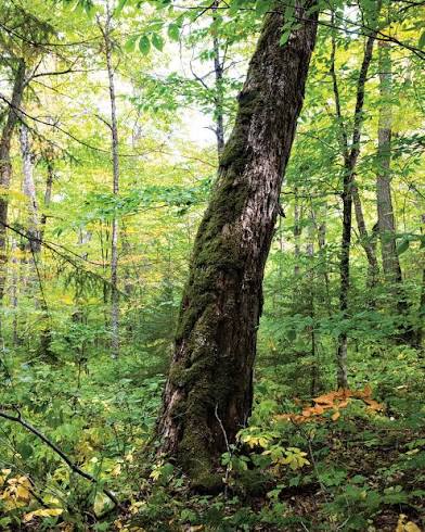 <p>Old growth forest</p>