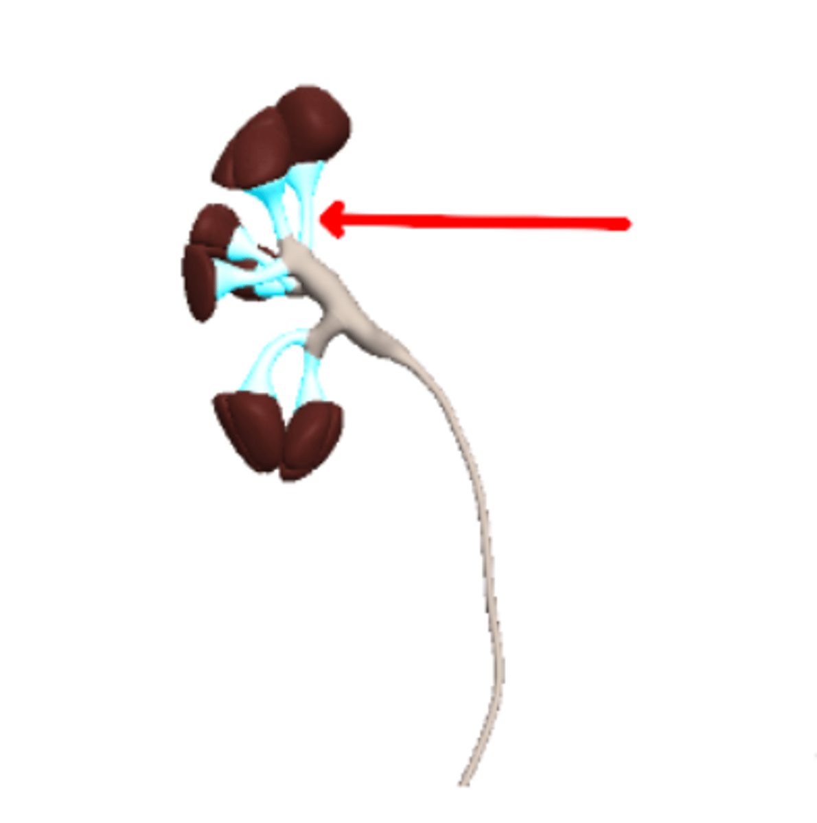 <p>Renal minor calyces</p>