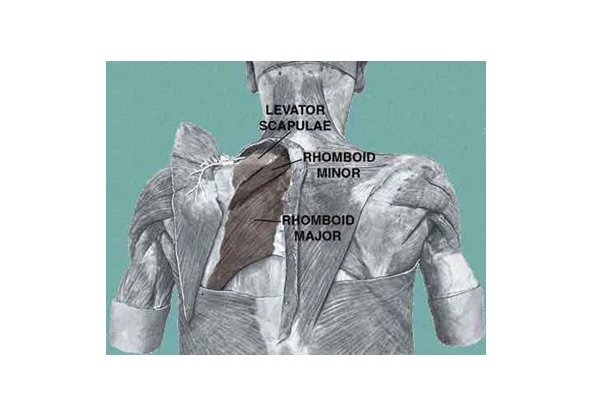 <p>what is the insertion of the levator scapula muscle?</p>