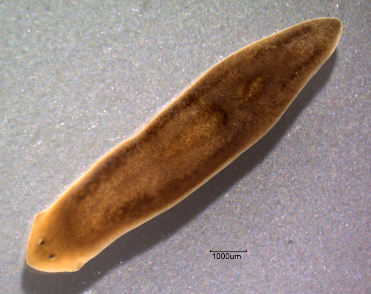 <p>Identify the phylum, class, and genus of this animal</p>