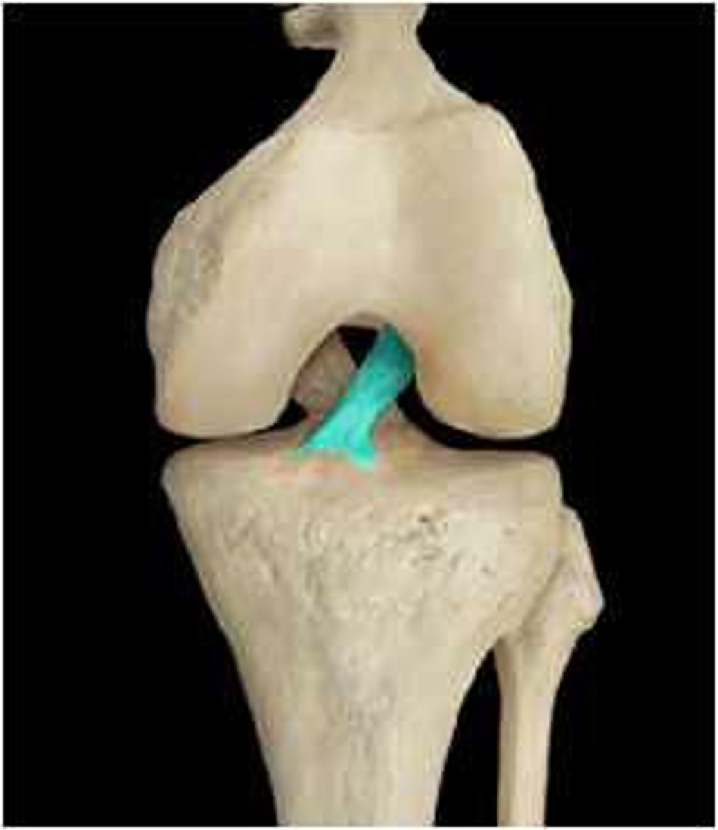 <p>ACL, PCL</p>