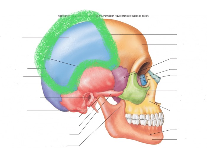 <p>What bone is this?</p>