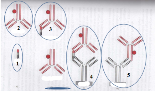 <p><span>The diagram of the components and end products of the ABA card for human blood</span><br><span>detection is given below. Name the five different components shown below.</span></p>