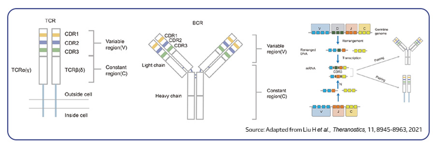 <p>Determine an antibodies specificity to an antigen an bind directly to it.</p>