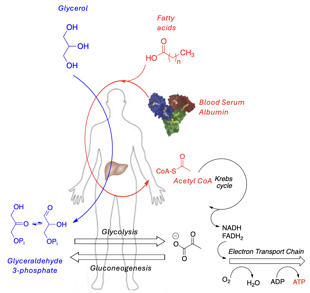 <ul><li><p>Fatty acids are _______ in blood plasma</p></li><li><p>Must “bind” to _______ to circulate</p></li><li><p>Ultimately metabolized (_______) to acetyl CoA —> feeds into _______</p></li><li><p>Glycerol metabolized in liver (CAP) to _______ —> contributes to _______ or _______</p></li></ul><p></p>