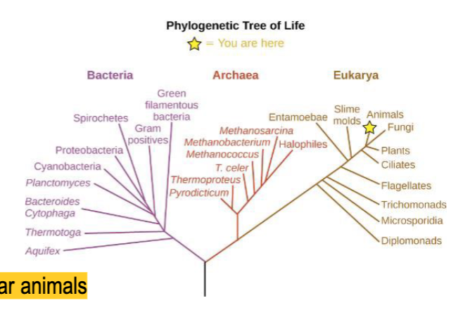 <p>What are the 6 categories that microorganisms are grouped into?</p>