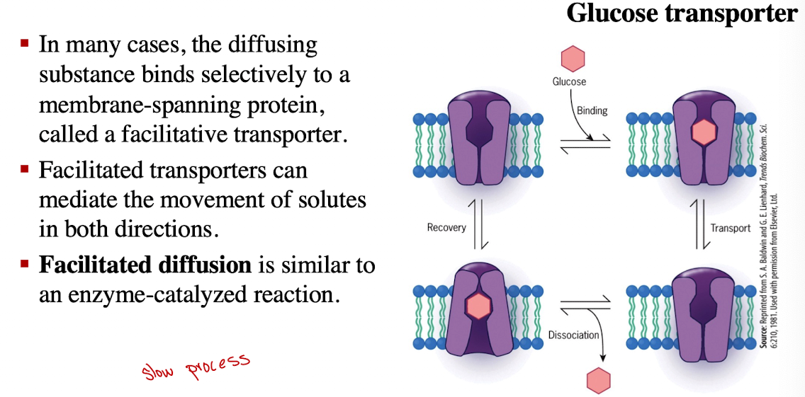 <ul><li><p>slower than channels (hundreds to thousand ions/sec)</p></li><li><p>Requires selective binding and conformational change</p></li></ul><p></p>