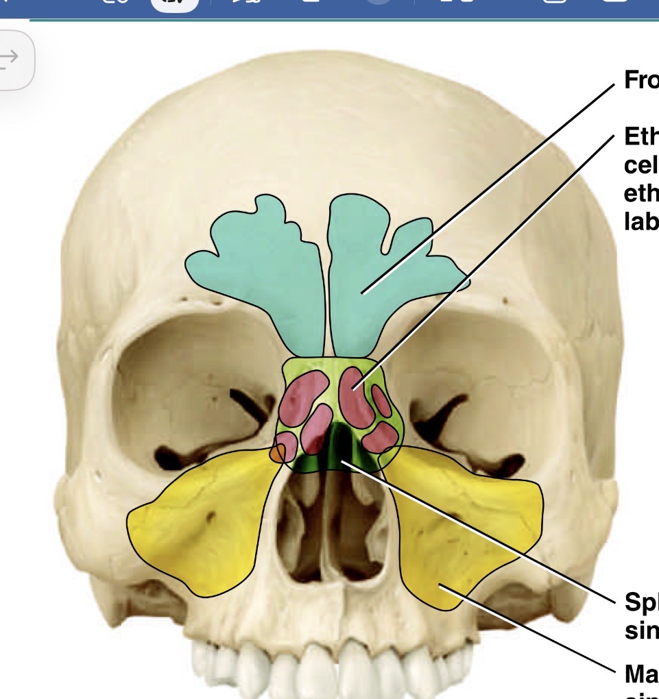 <p>Which is the pink sinus </p>