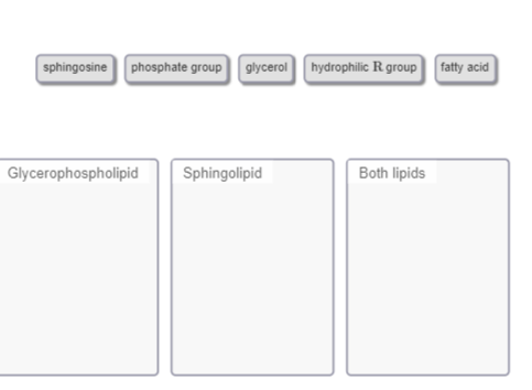 Some of the lipid groups appear similar, but changing a few components significantly alters their biological properties.

Identify similarities and differences between the *general* structures of glycerophospholipids and sphingolipids. If you were to draw the most basic form of each, which pieces are required to define a lipid as either type?
