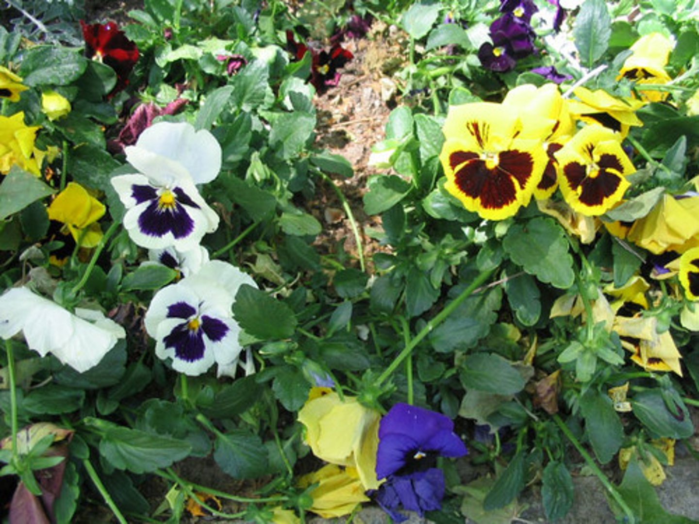 <p>pansy</p>
