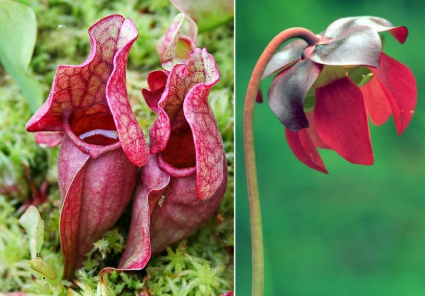<p><em>Sarracenia purpurea</em></p>