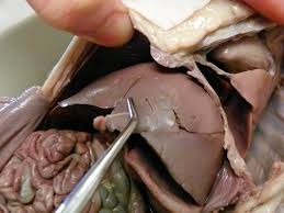 -abdominal cavity, considered part of the digestive system, though food does not pass through it. The liver processes blood from the intestines, the blood that is filled with nurtients and other substances absorbed from the digestive system.