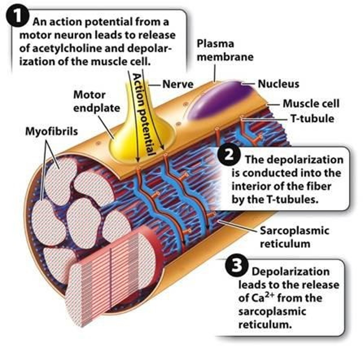 <p>Insulating layers formed by glial cells that enable faster signal conduction through saltatory conduction.</p>