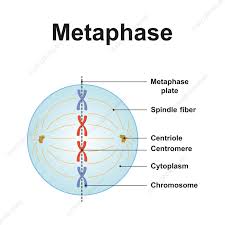 <p><strong>Chromosomes line up</strong> along equator</p>