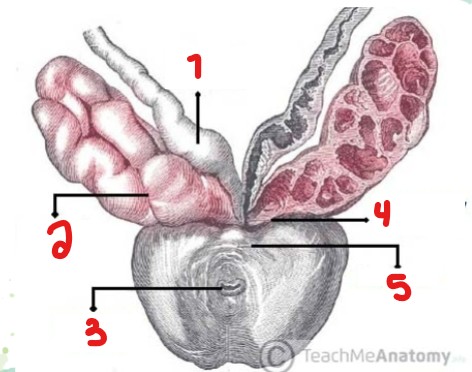 <p>Label the parts crossed out on this image.</p>