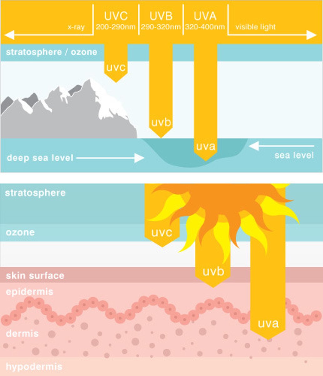 <p>- destroys / mutates DNA</p><p>- promotes cancer</p><p>- destroys folate</p><p>+ permits Vitamin D production</p><p>Three Different Types in the Picture</p>