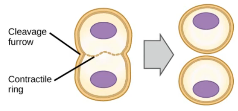 <p>A cleavage furrow appears due to the contractile ring of the actin filaments, essentially “pinching” the cell to split it.</p>